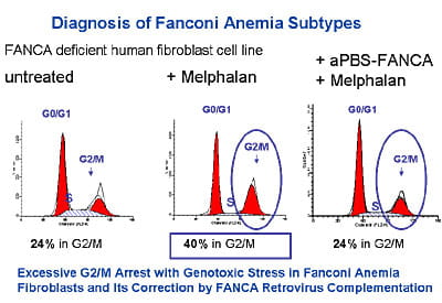 Fanconi anemia studies.